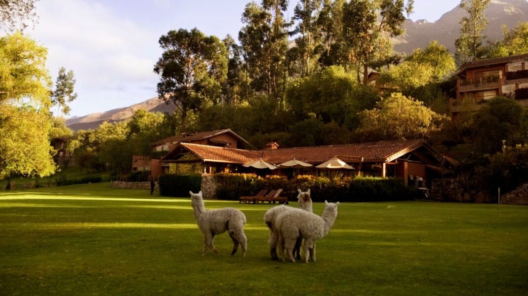 Græssende alpakaer på Rio Sagrado, A Belmond Hotel, Peru