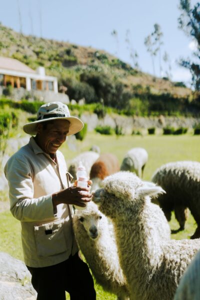 Alpaca og llama fodring, Las Casitas, A Belmond Hotel, Peru