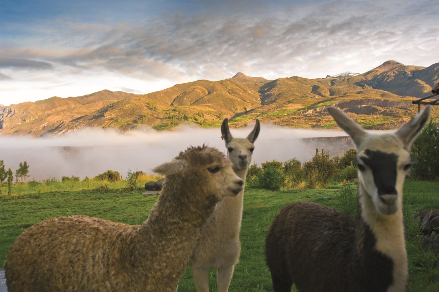 alpaca og lama, Las Casitas, A Belmond Hotel, Peru