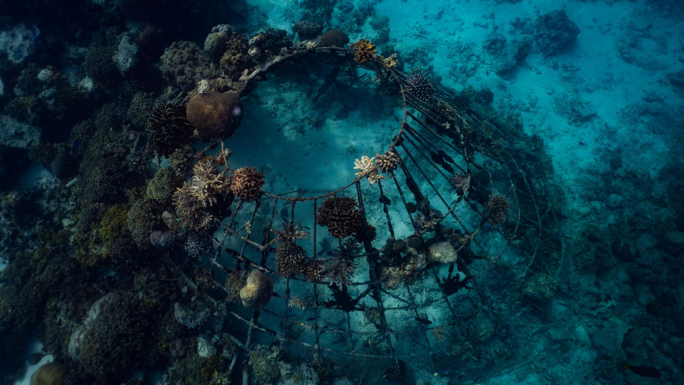 Maldiverne, Banyan Tree Vabbinfaru, marine lab, koralbevarelse